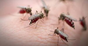 Período chuvoso aumenta criadouros de Aedes aegypti