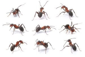 Dedetização contra formigas em BH