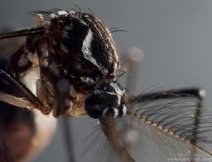 Período chuvoso aumenta criadouros de Aedes aegypti