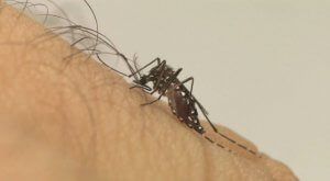 Surto de dengue: Casos aumentam 1000% e Minas decreta situação de emergência
