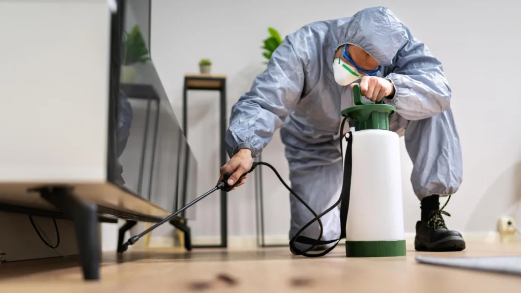 Insetos em casa: o que fazer para evitar baratas, formigas e mais